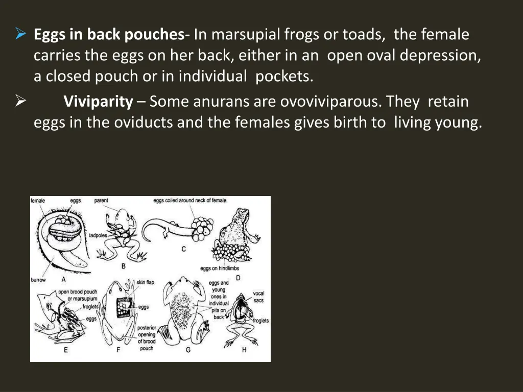 eggs in back pouches in marsupial frogs or toads