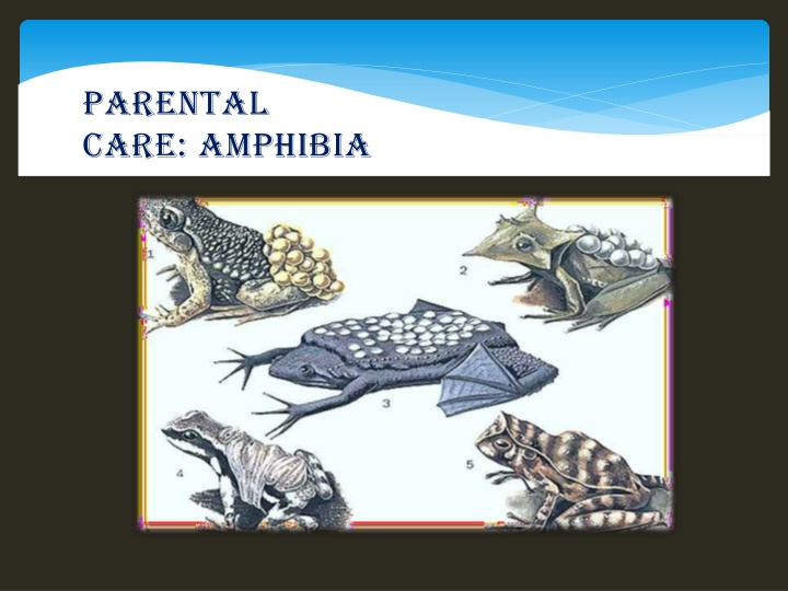 parental care amphibia