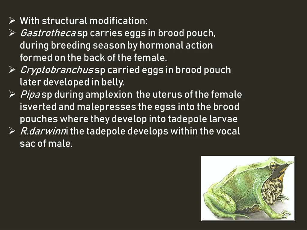 with structural modification gastrotheca