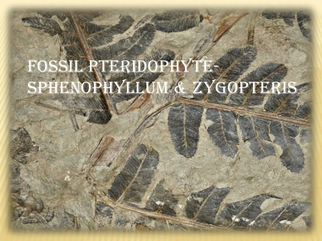 fossil pteridophyte sphenophyllum zygopteris