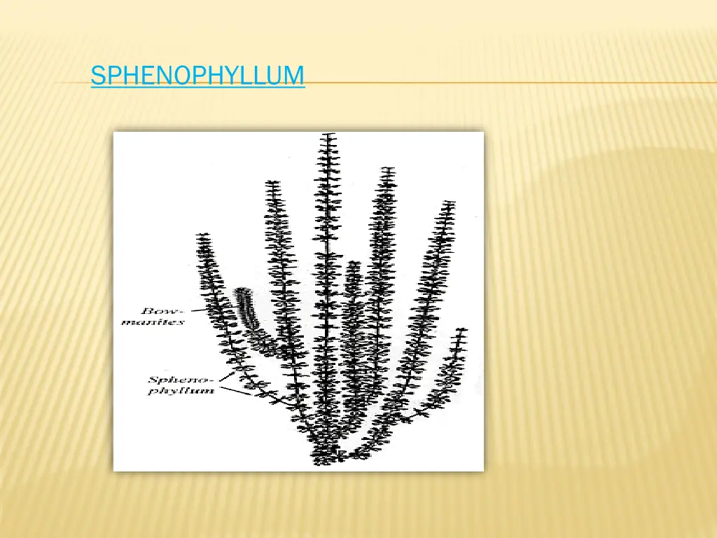 sphenophyllum