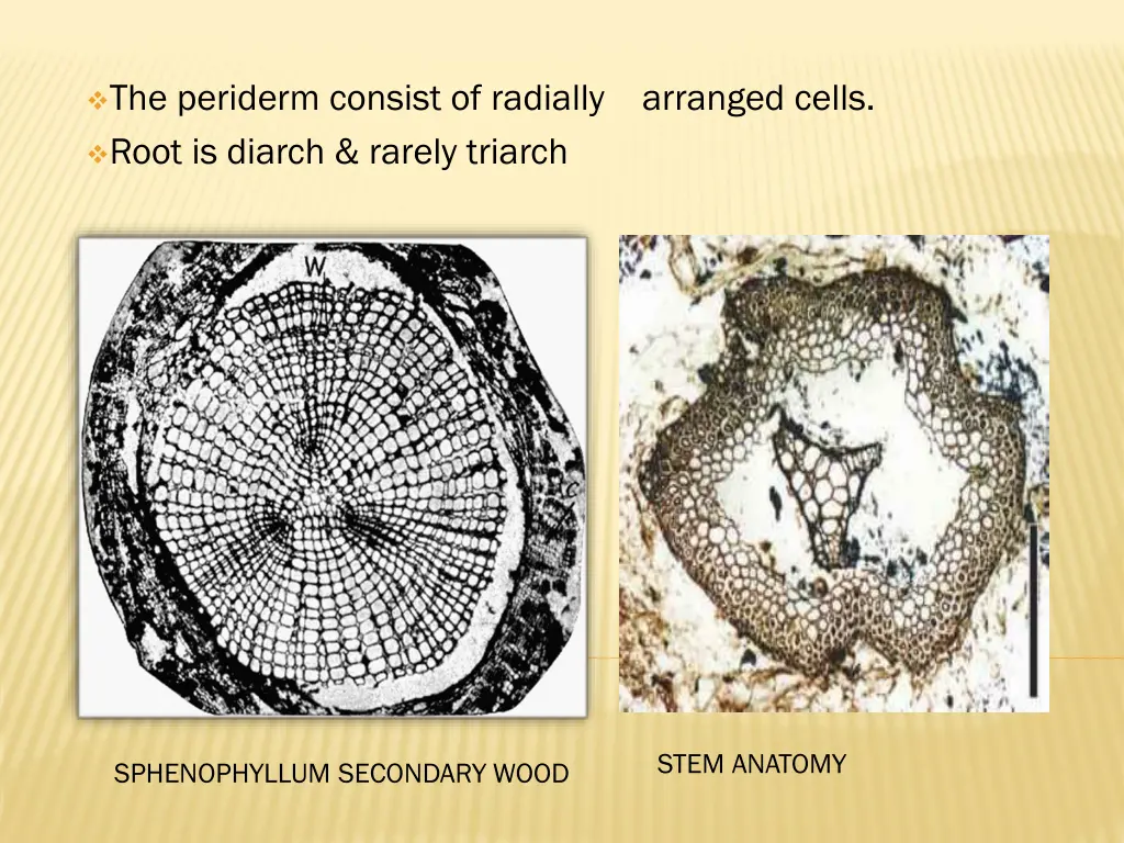 the periderm consist of radially arranged cells