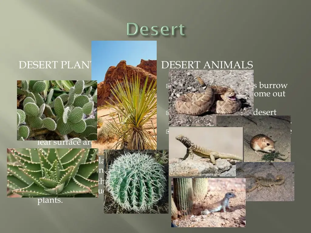 desert plants