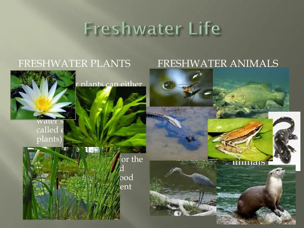 freshwater plants