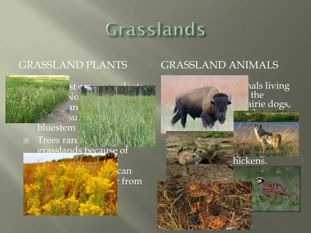 grassland plants