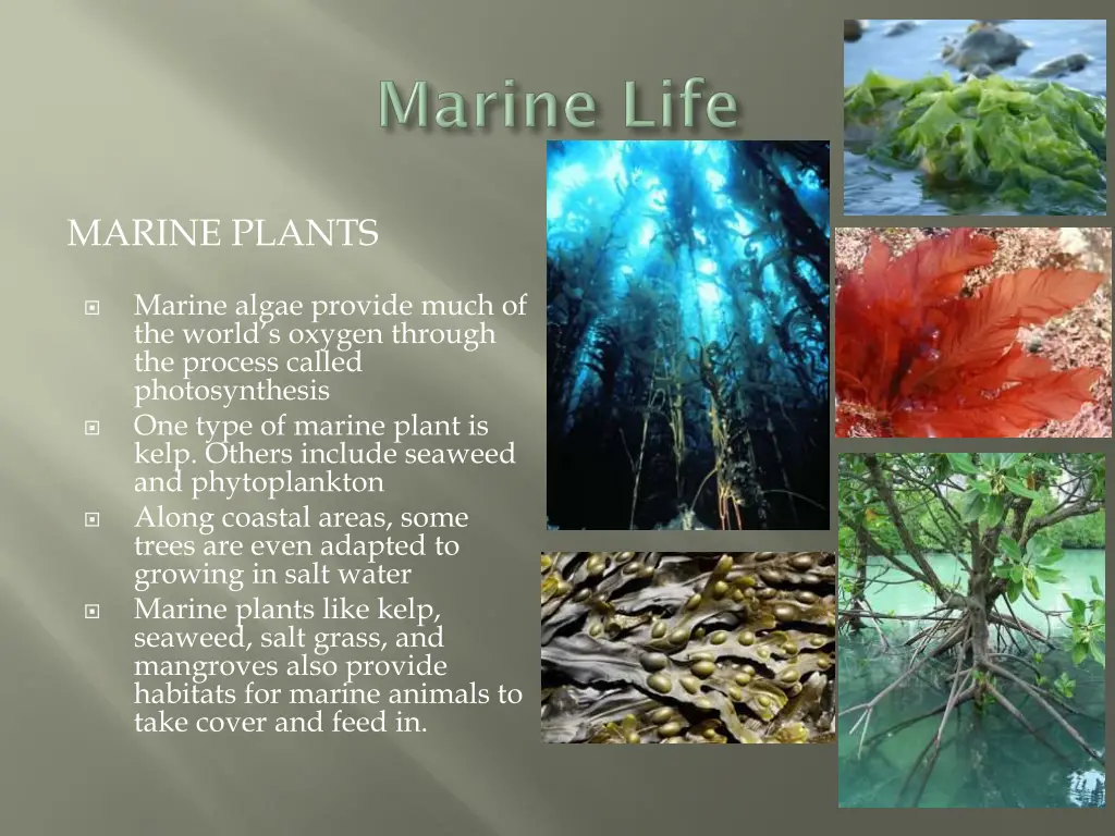 marine plants