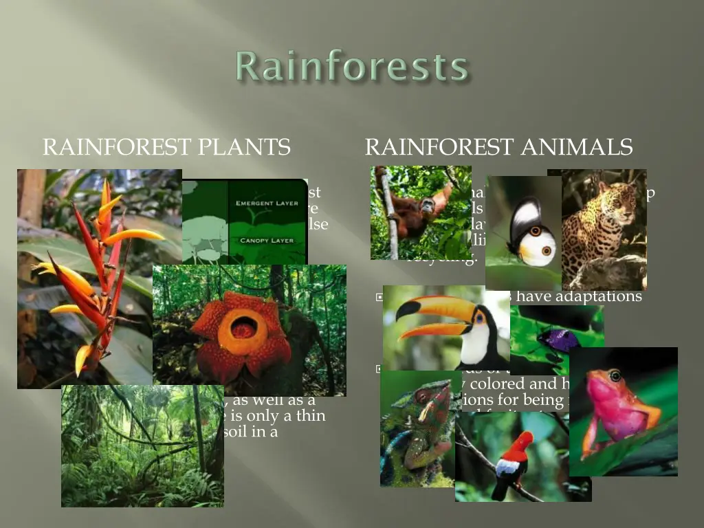 rainforest plants