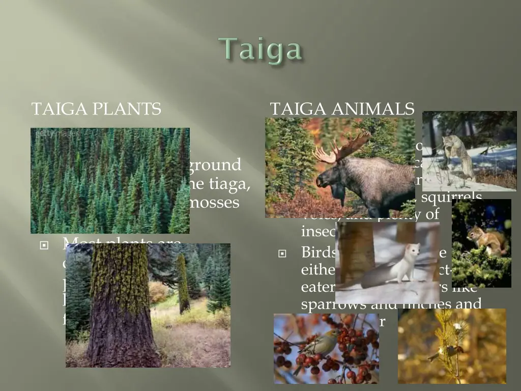 taiga plants