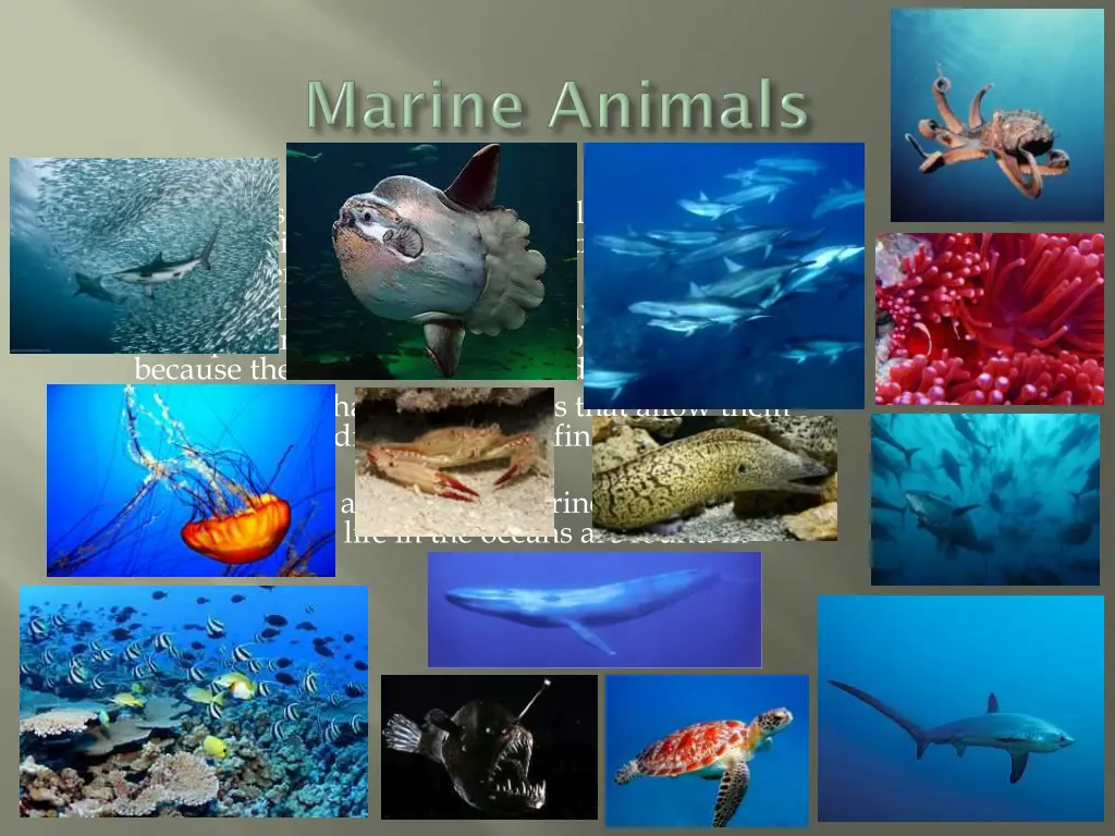 the oceans animals have special adaptations