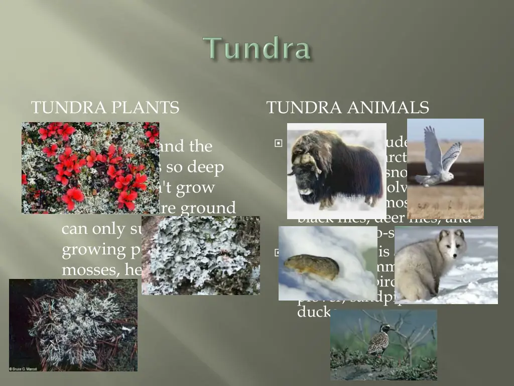 tundra plants