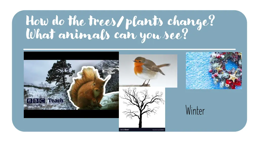 how do the trees plants change what animals 1