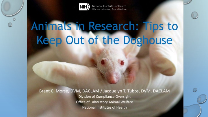 animals in research tips to keep