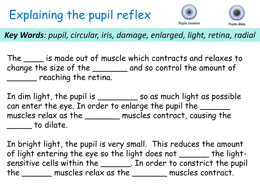 explaining the pupil reflex