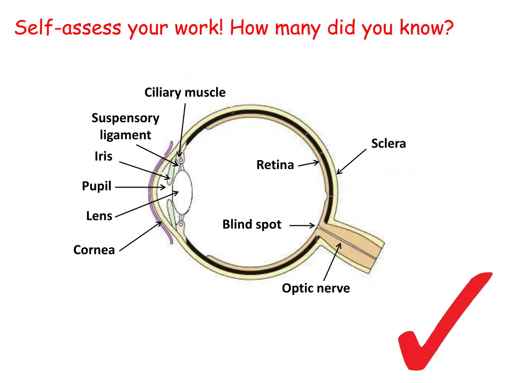 self assess your work how many did you know