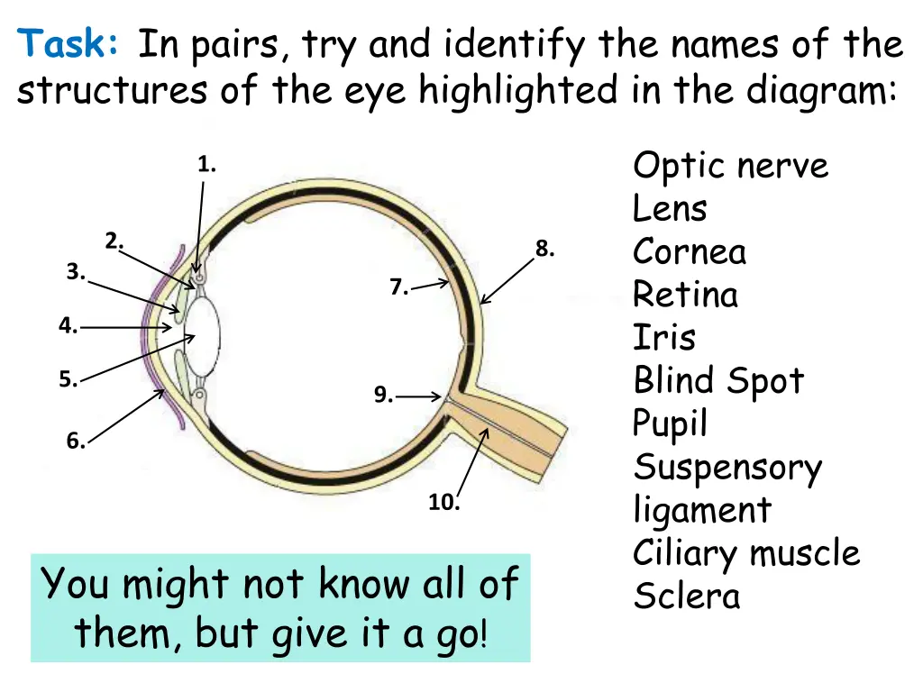 task in pairs try and identify the names