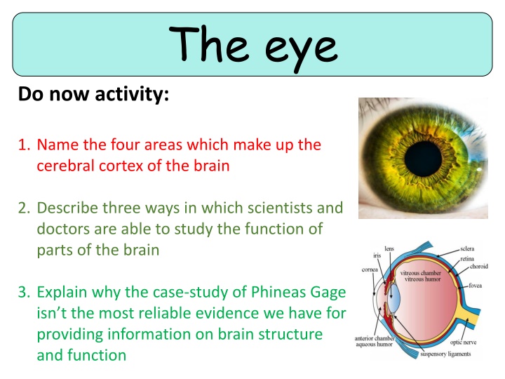 the eye