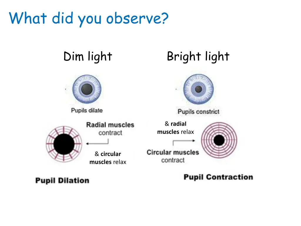 what did you observe