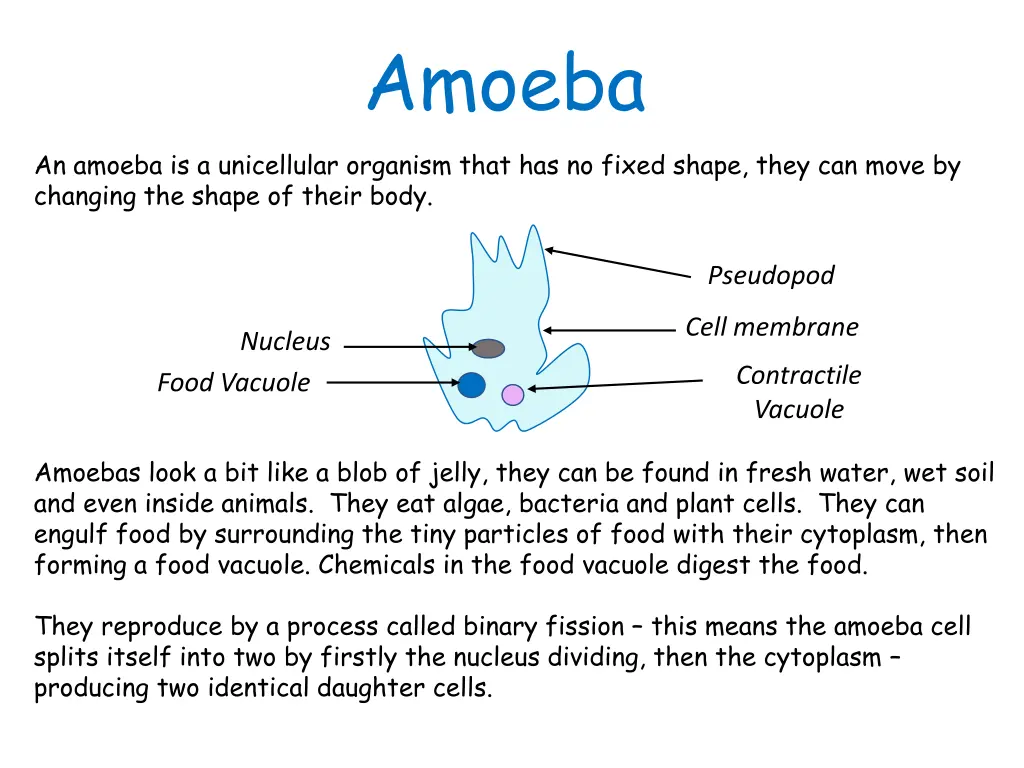 amoeba