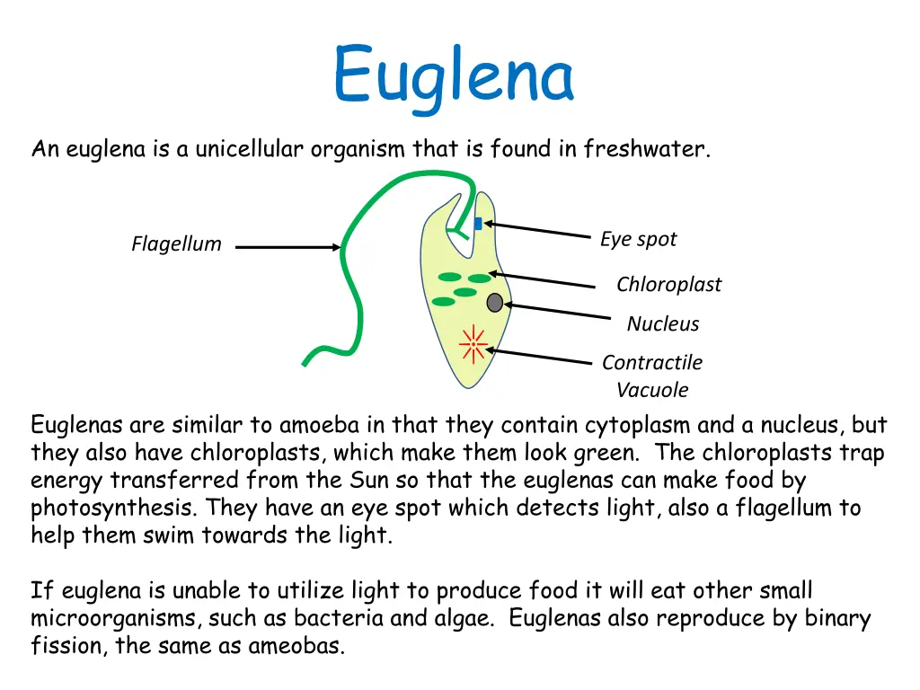 euglena