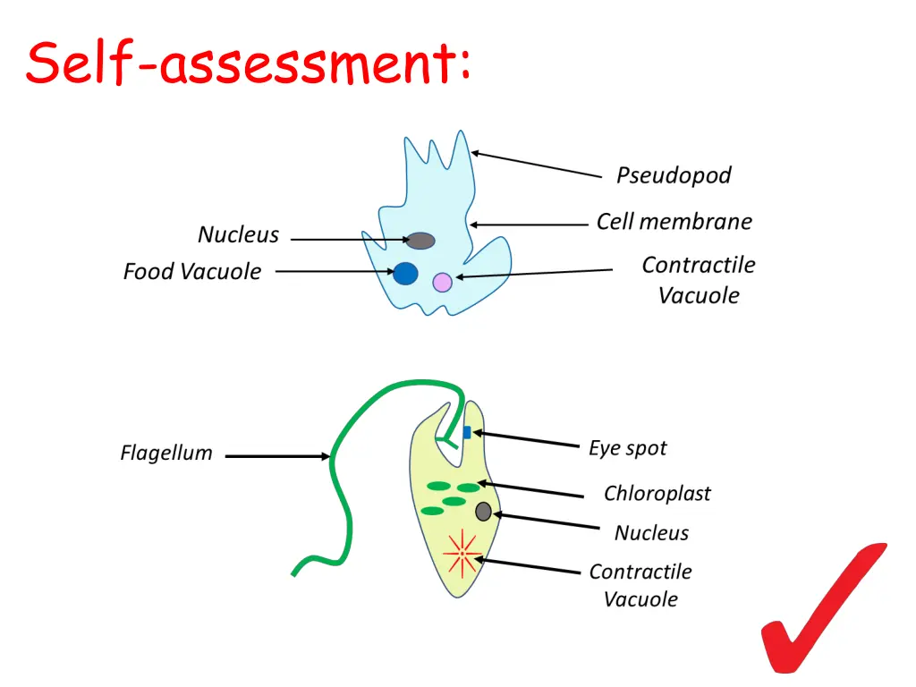 self assessment