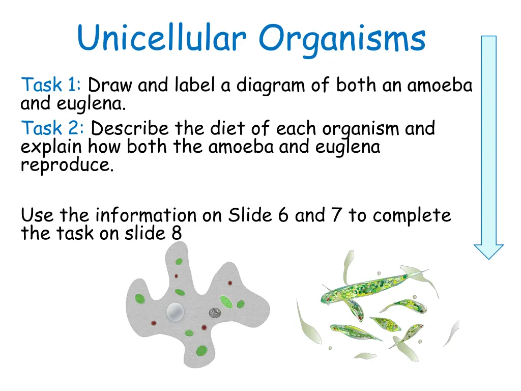 unicellular organisms 1