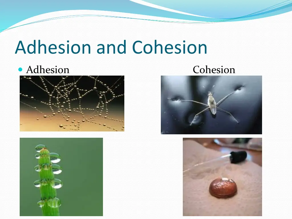 adhesion and cohesion