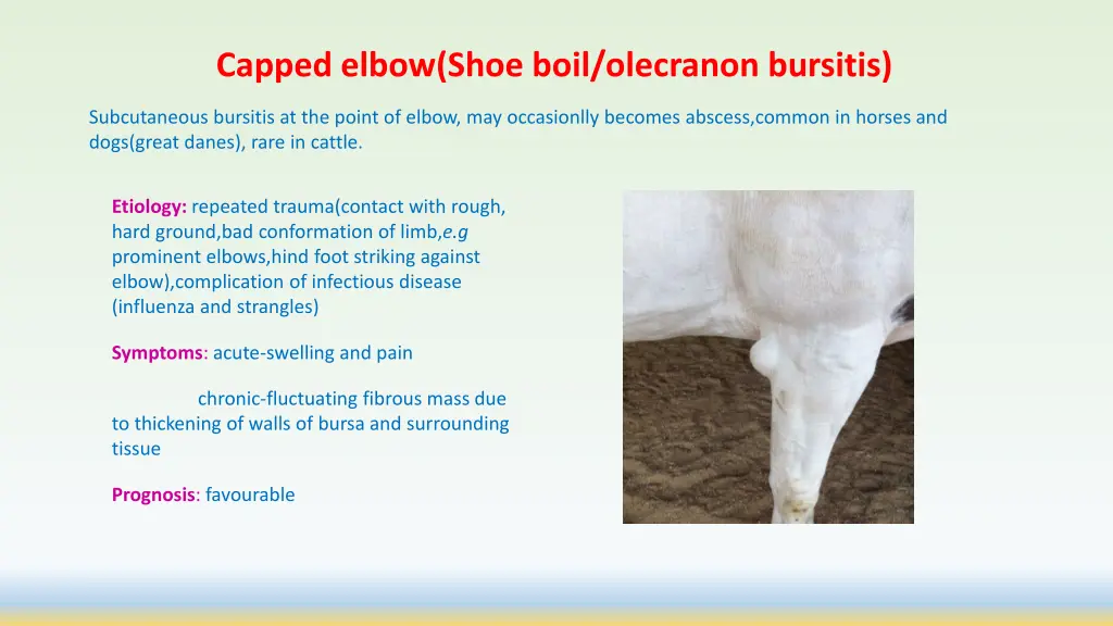 capped elbow shoe boil olecranon bursitis