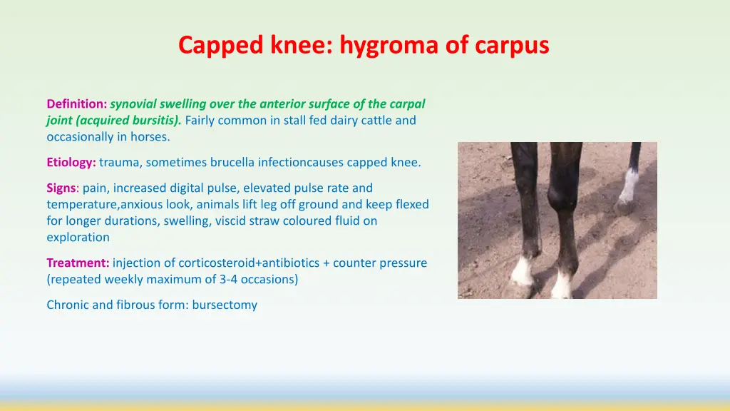 capped knee hygroma of carpus