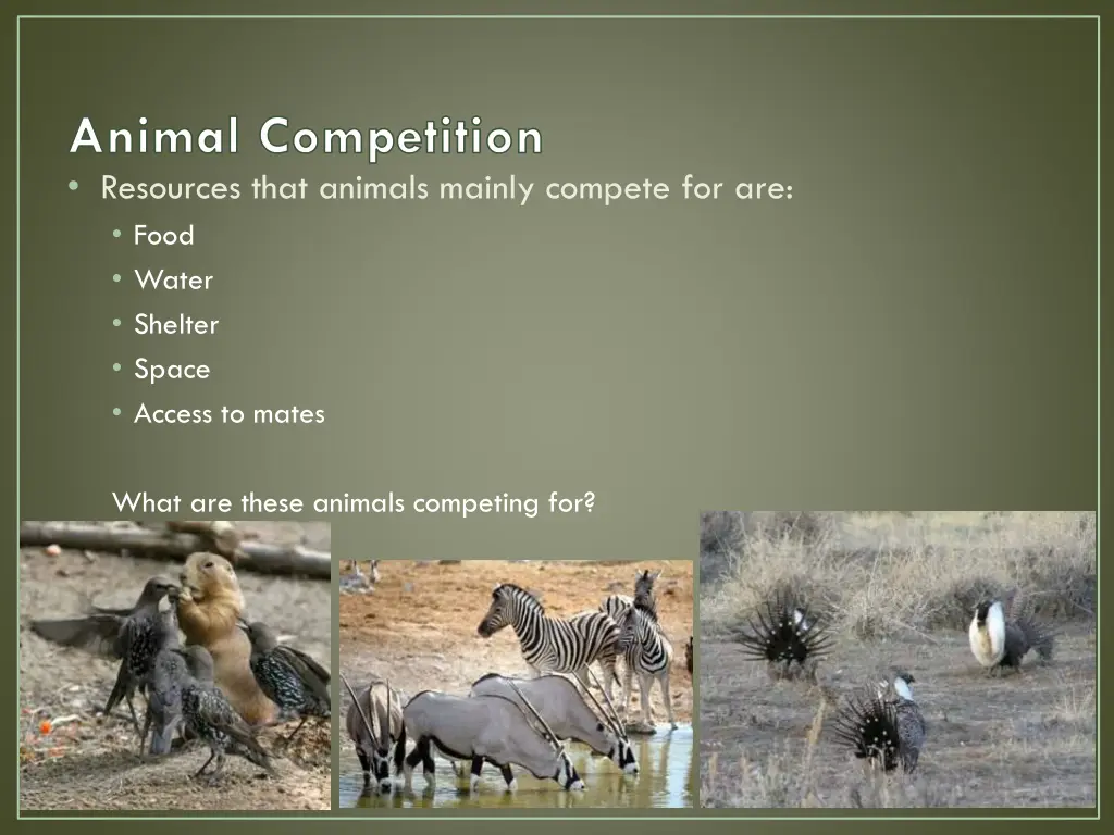 animal competition resources that animals mainly