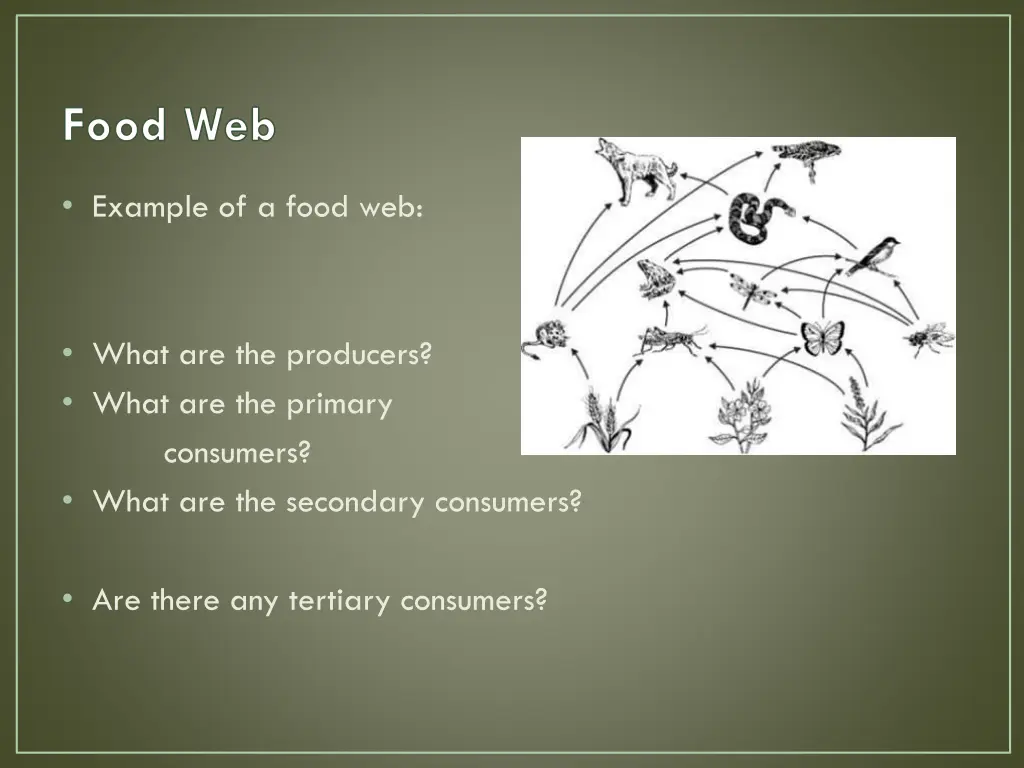 food web