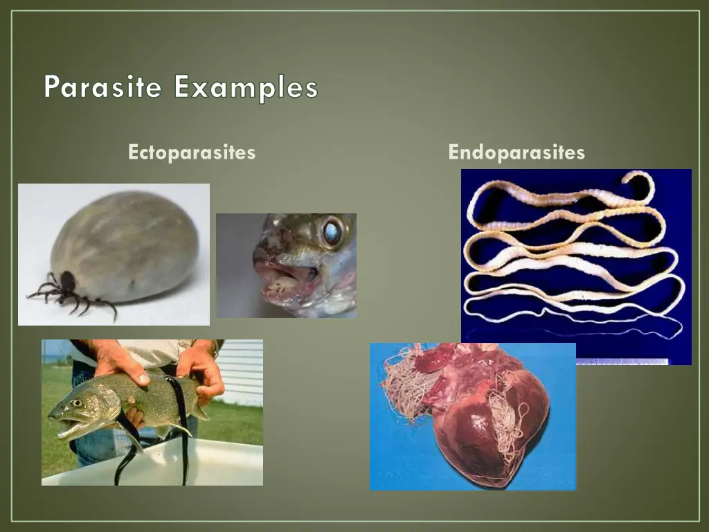 parasite examples