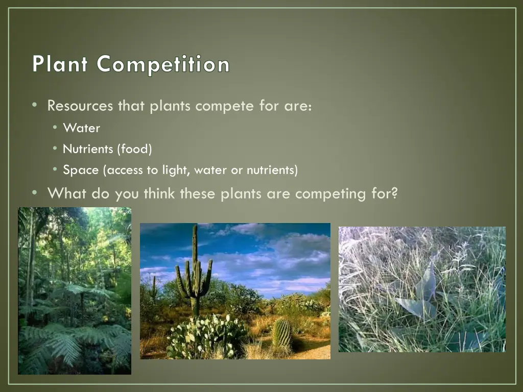 plant competition