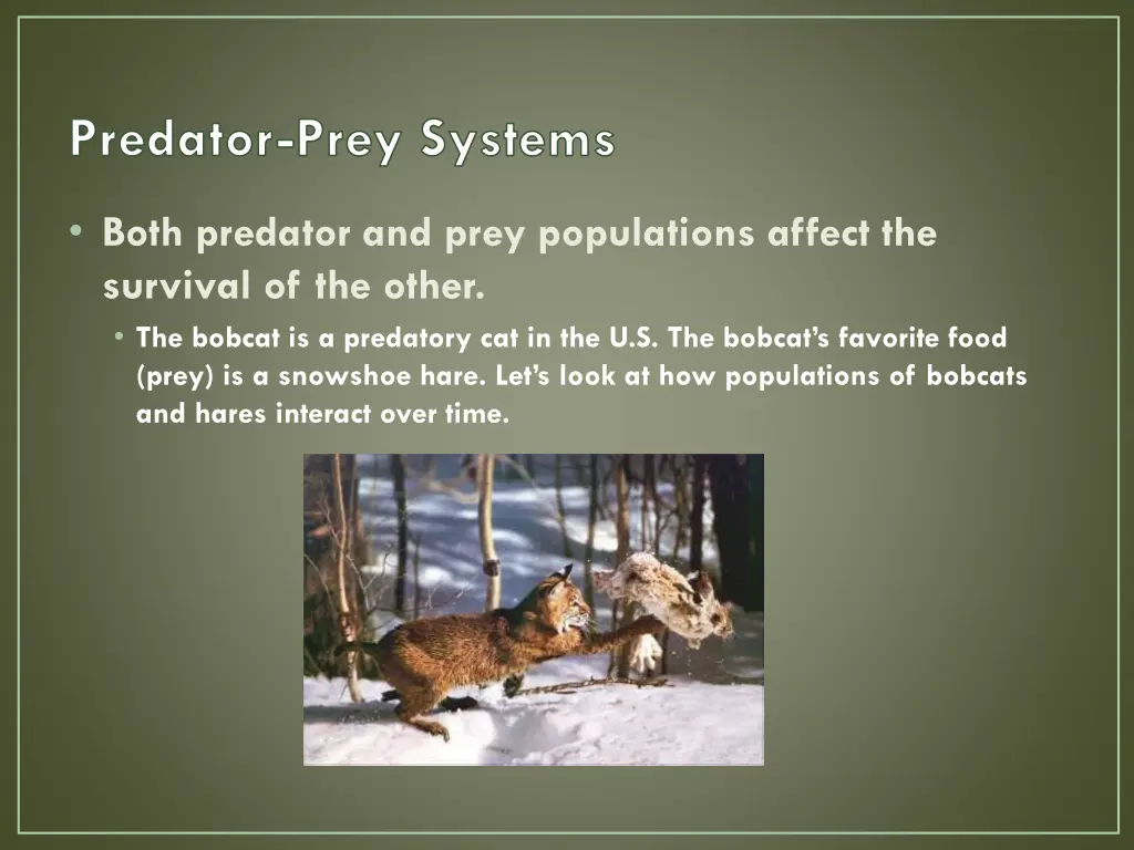 predator prey systems