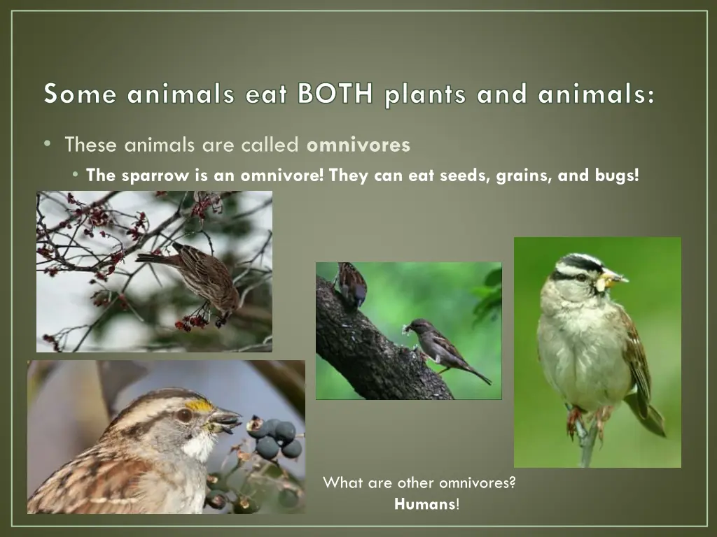 some animals eat both plants and animals