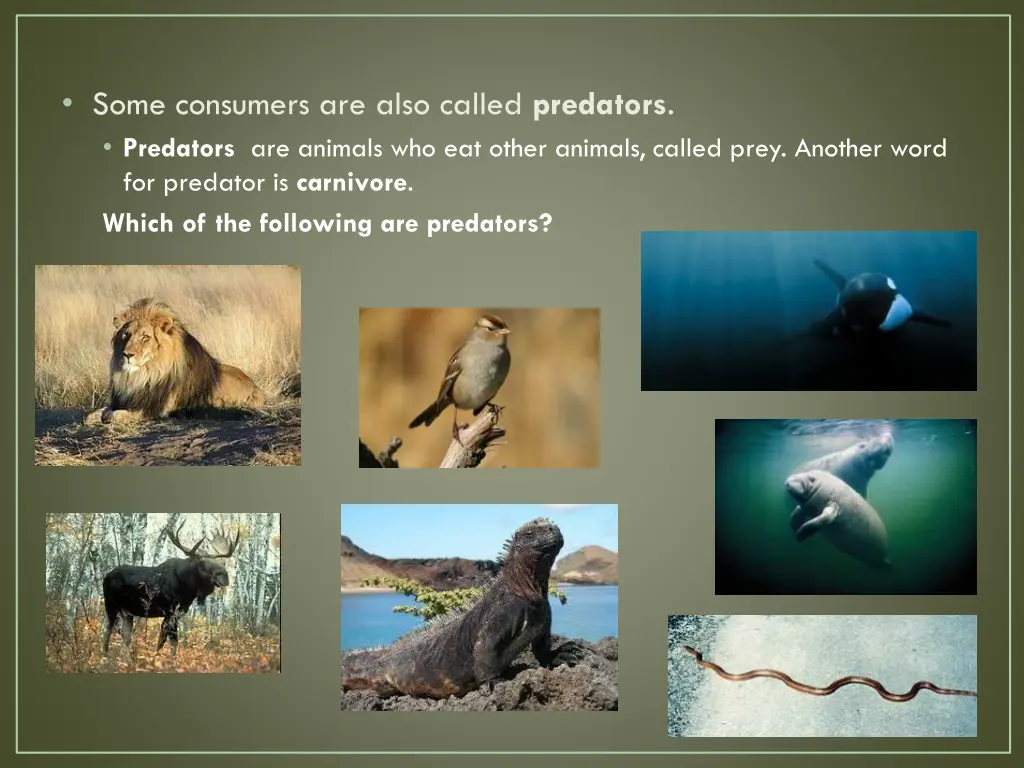 some consumers are also called predators