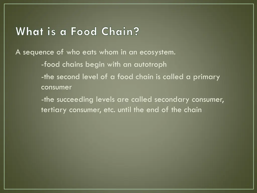 what is a food chain