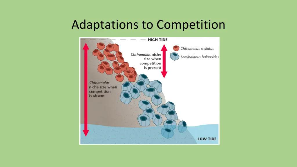 adaptations to competition 2