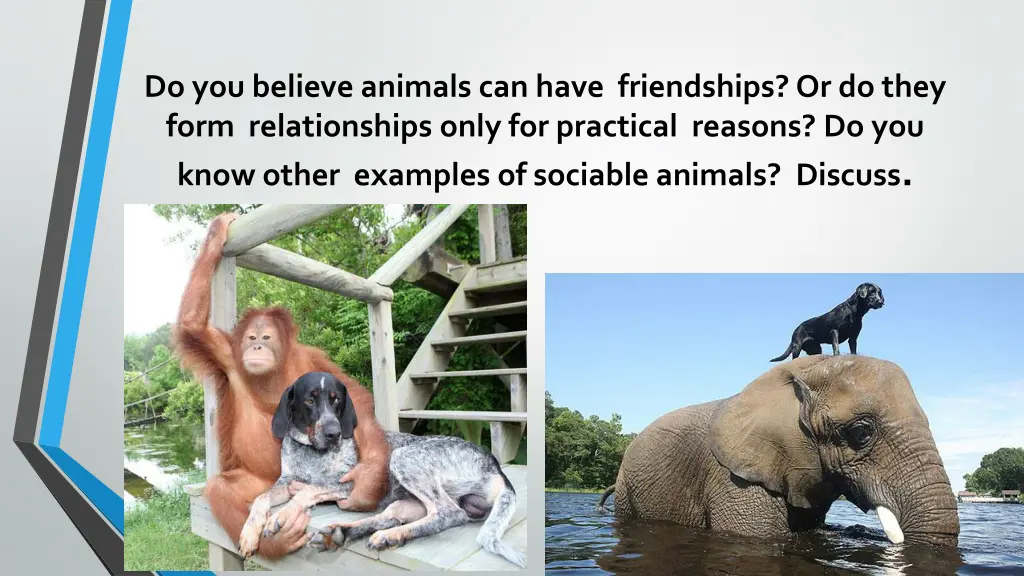 do you believe animals can have friendships