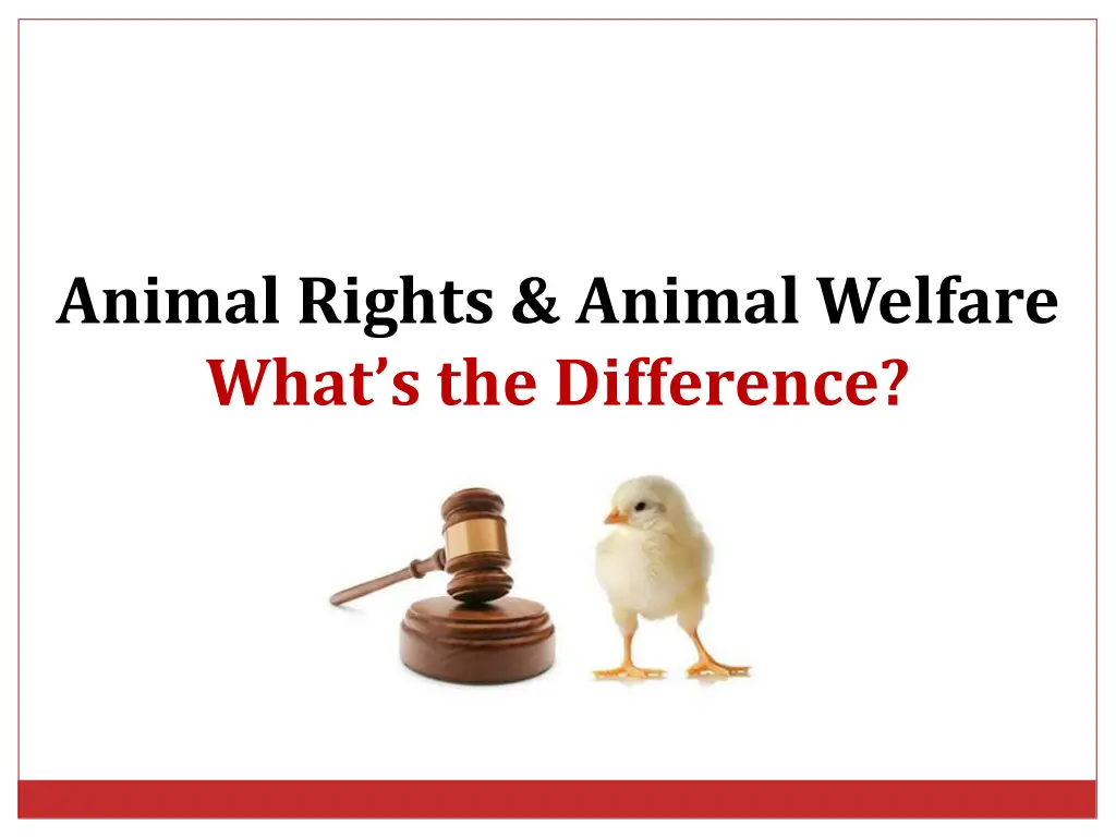 animal rights animal welfare what s the difference