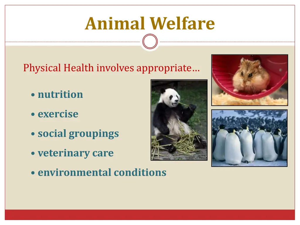 animal welfare 1