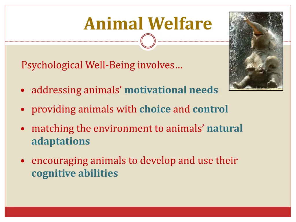 animal welfare 2