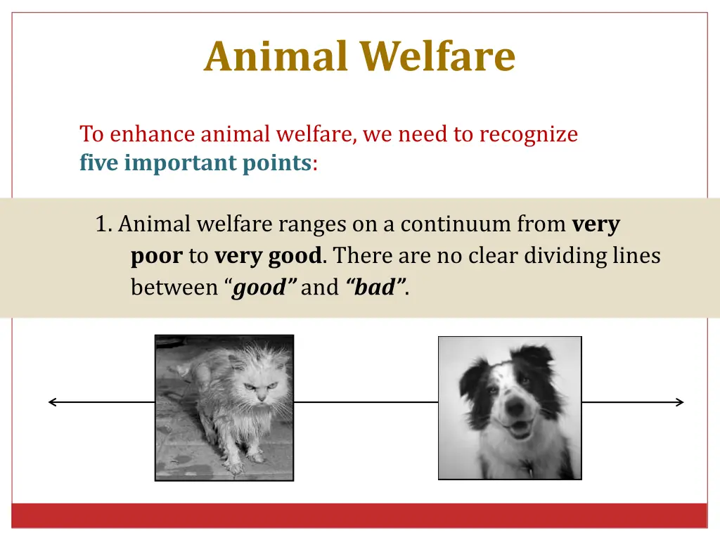 animal welfare 3