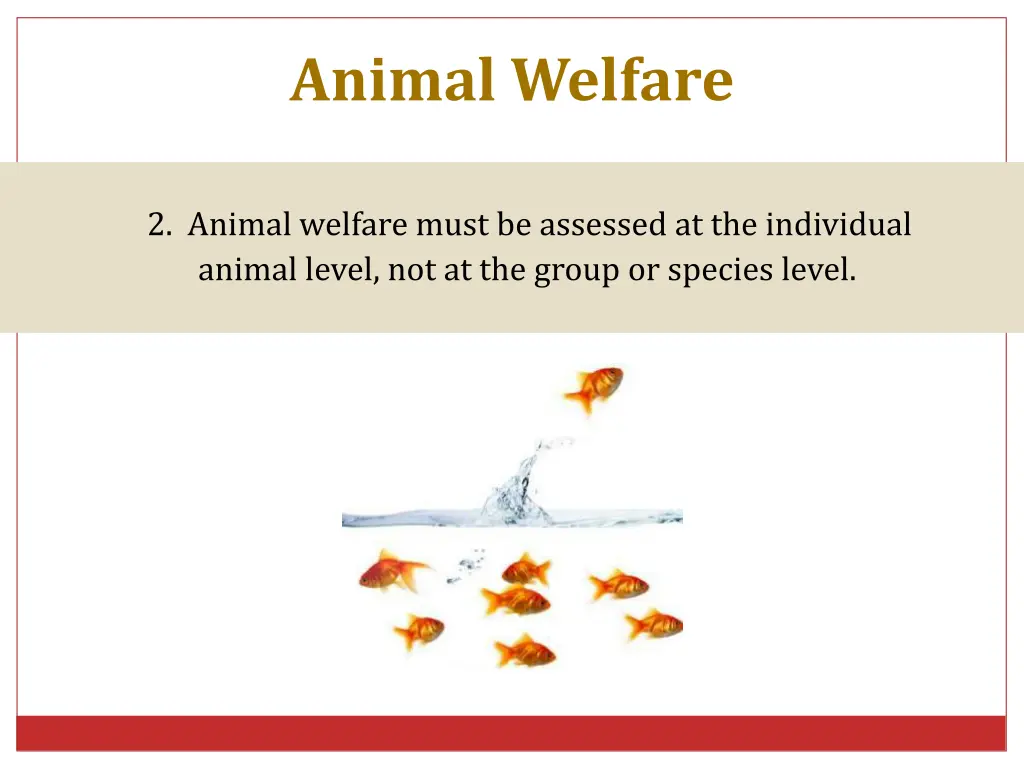 animal welfare 4