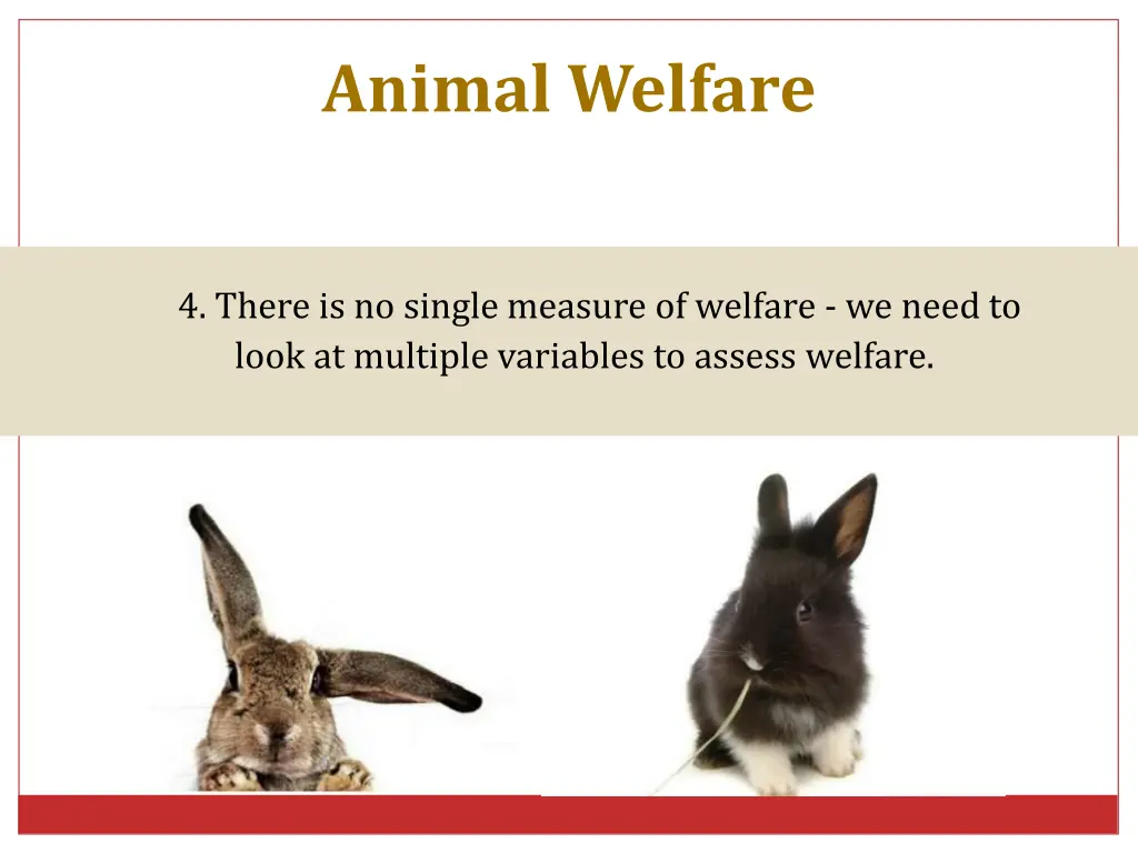 animal welfare 6