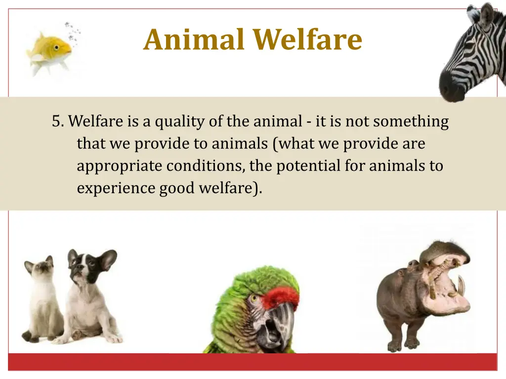 animal welfare 7