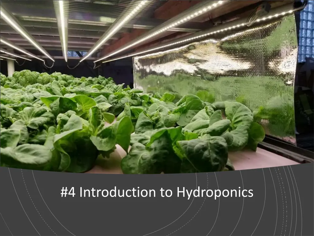 4 introduction to hydroponics