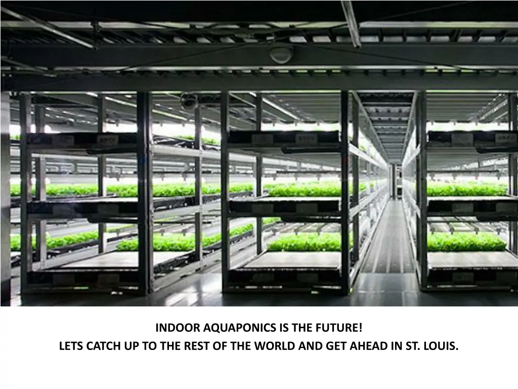 indoor aquaponics is the future lets catch