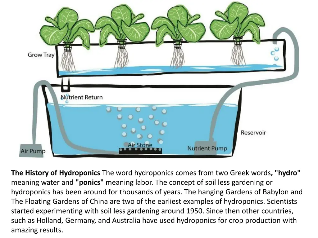 the history of hydroponics the word hydroponics