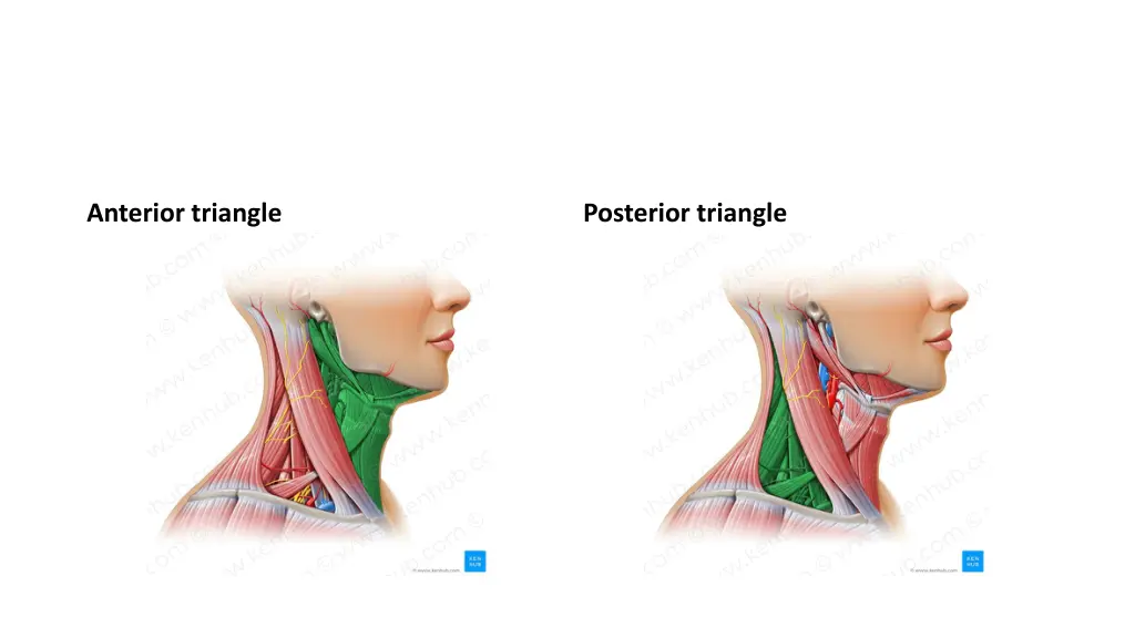 anterior triangle