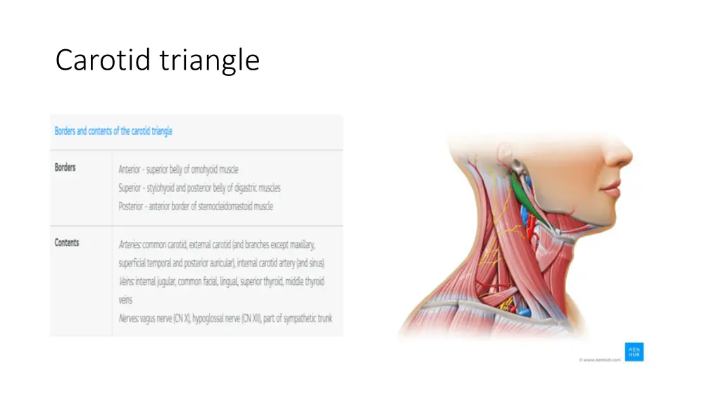 carotid triangle